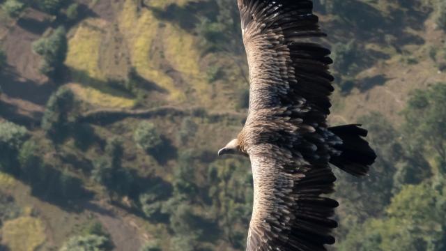 Himalayan vulture