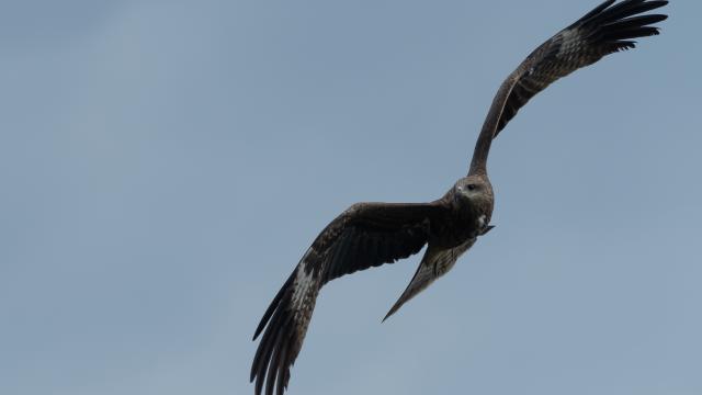 black kite