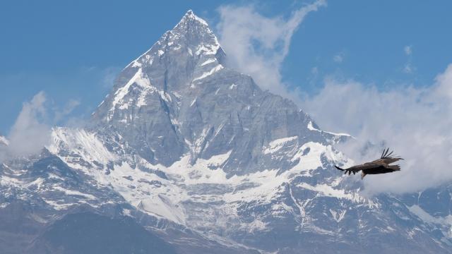 Machapuchare Nepal and Himalayan Vulture